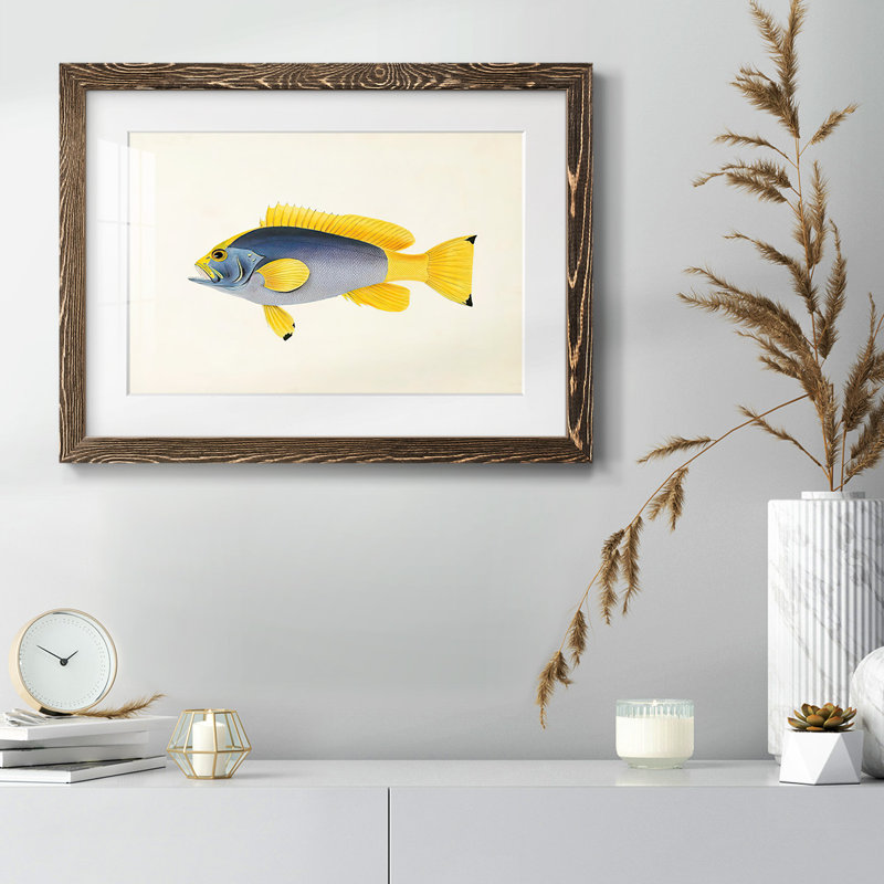 Collection de poissons tropicaux V, Noyer, H 14 po x l 20 po
