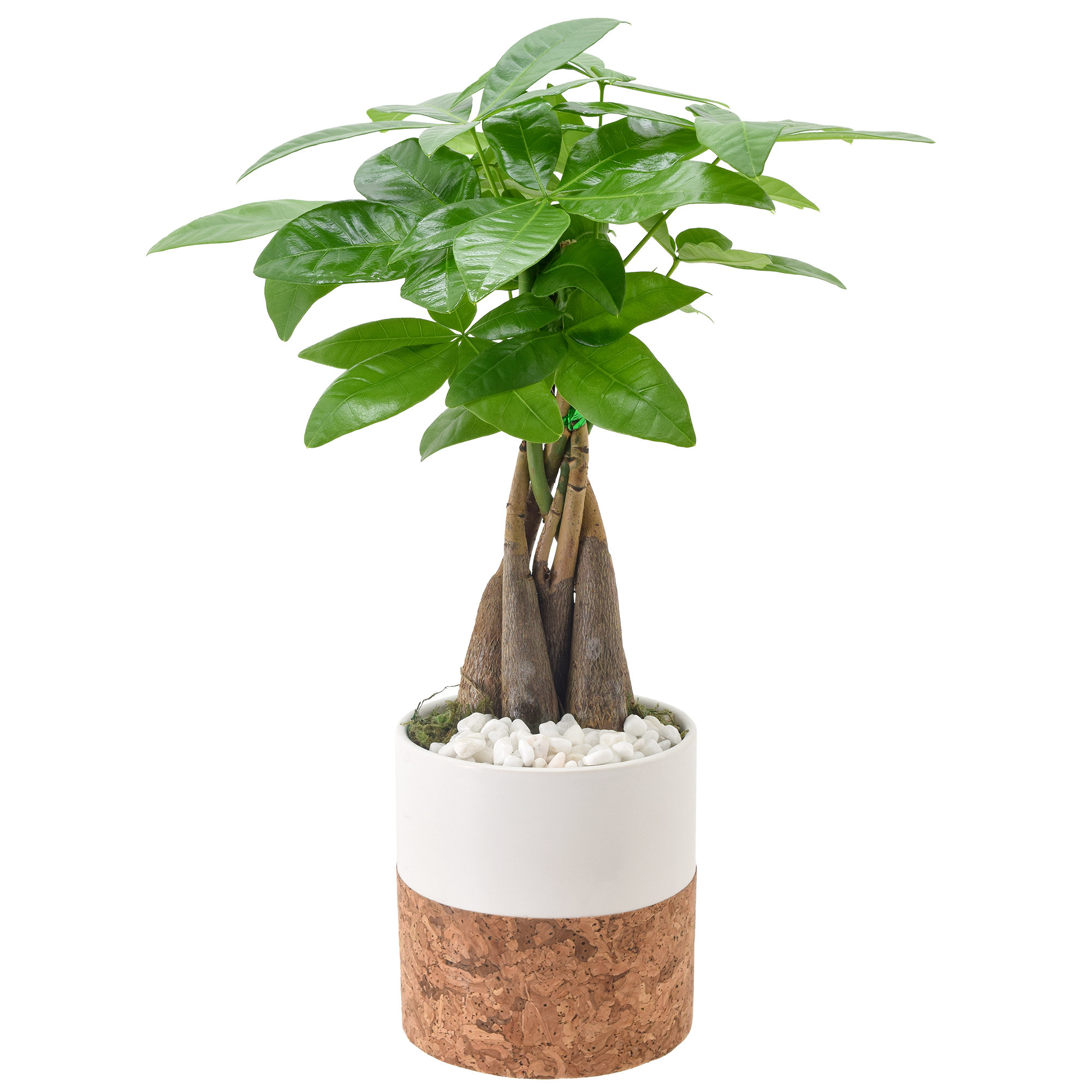 Arcadia Garden Products Money Tree Live Indoor Plant In Cork Pot ...