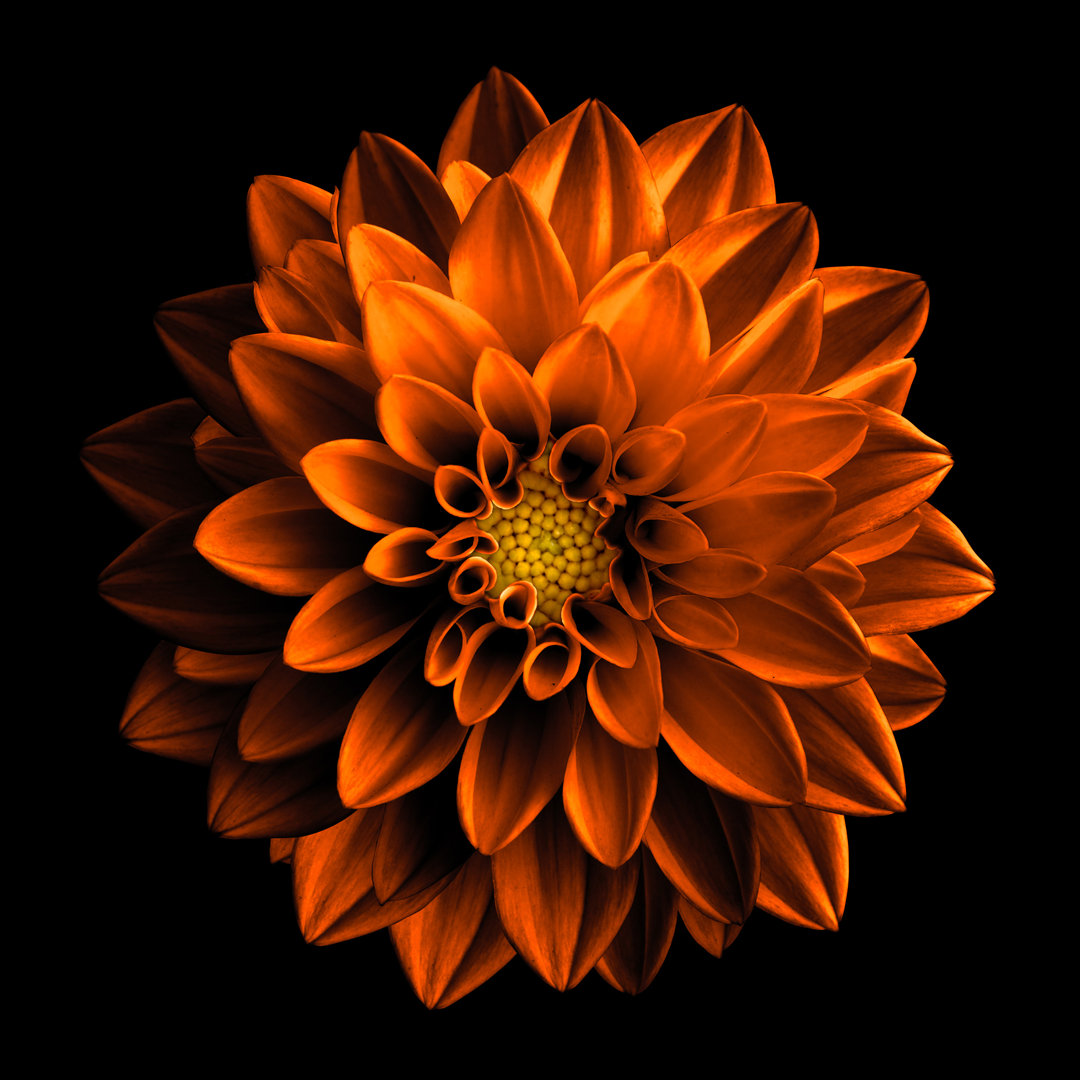 Leinwandbild Orange Dahlia