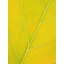 Autumn Leaf Print by Philippe Monthoux-65809668-106870034-132862502