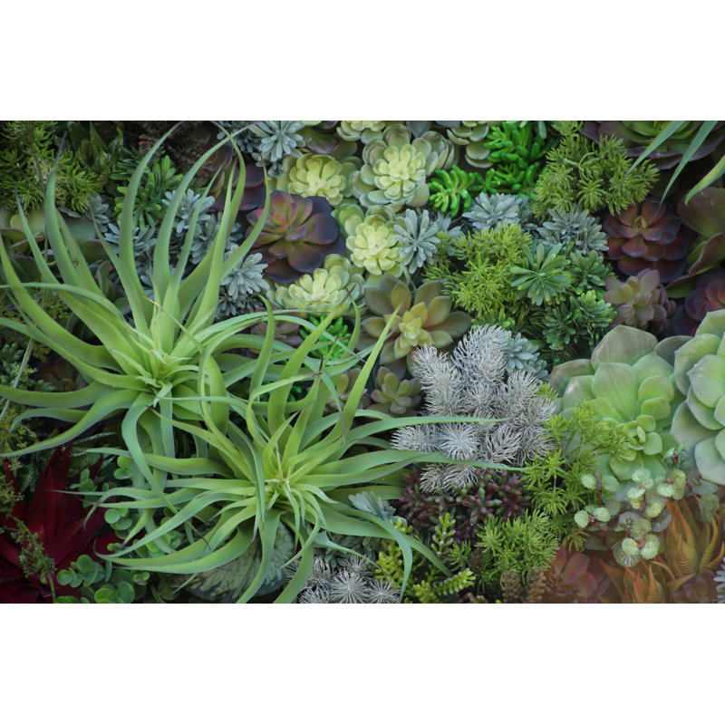 " Miniature Succulent Plants, Garden In Tray, Fullframe " by Enrouteksm, 8" H x 12" W