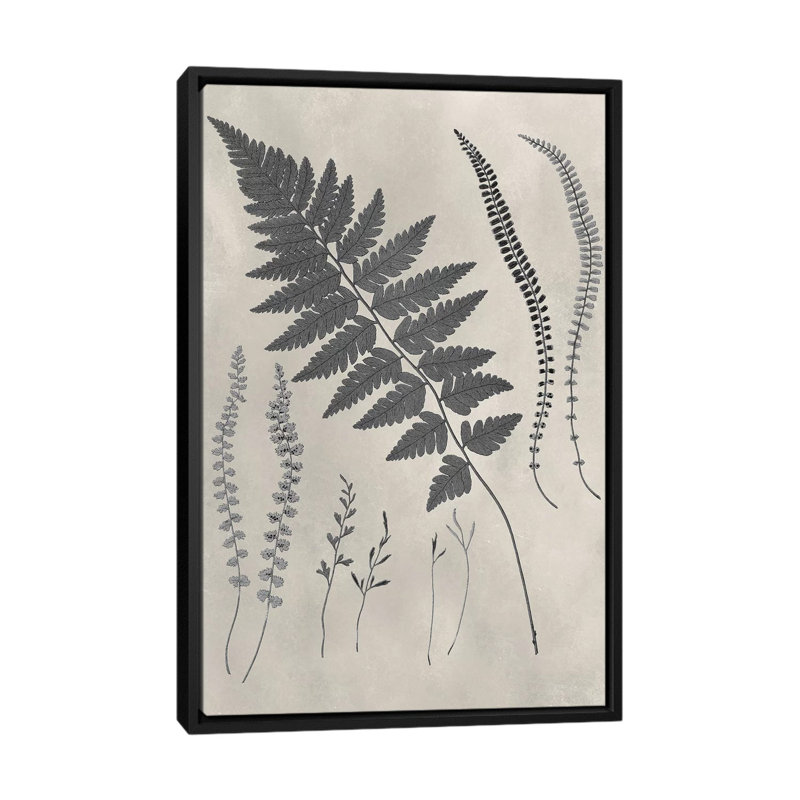 «Vintage Fern Study II», impression sur toile, H 26 po x l 18 po x P 1,5 po, Toile avec cadre noir, Pas de tapis