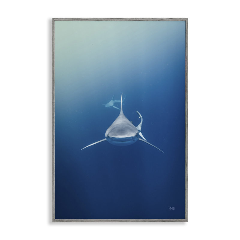  Heads Up Shark Giclee Art by Max Blakesberg Studios, 18" H x 12" W, Farmhouse Gray Framed Giclee