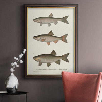 " Species Of Antique Fish IV "