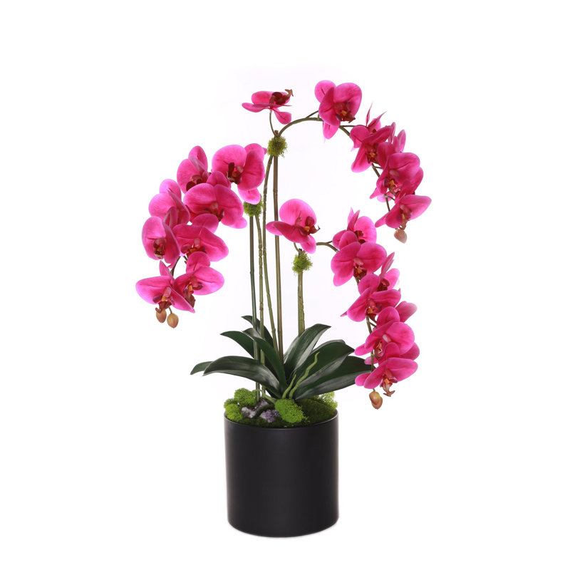 Arrangement in Pot