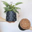 Planter-1356927613