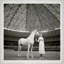Model With Horse Giclee Print by Franco Rubartelli