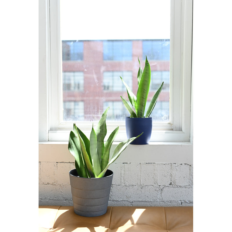 Live Moonshine Snake Plant, 6" Diameter