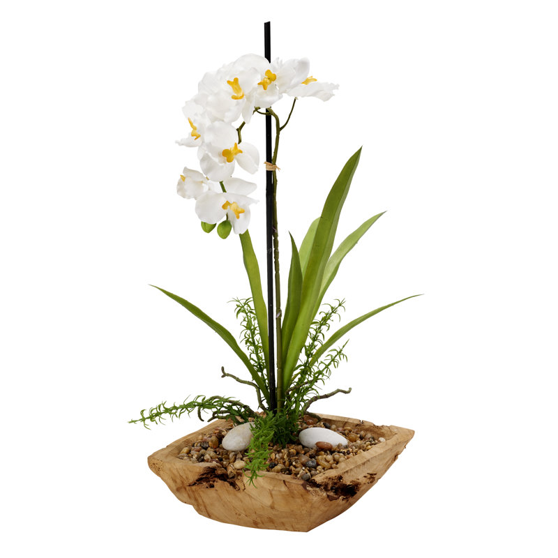Orchid Arrangement in Planter