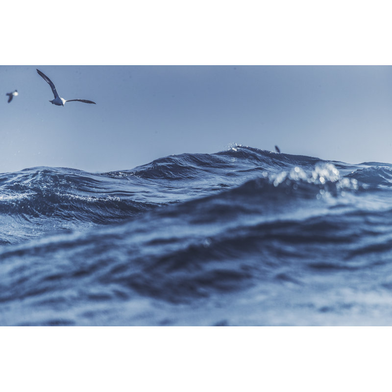Mouettes et mer bleue par Piola666, H 24 po x l 36 po