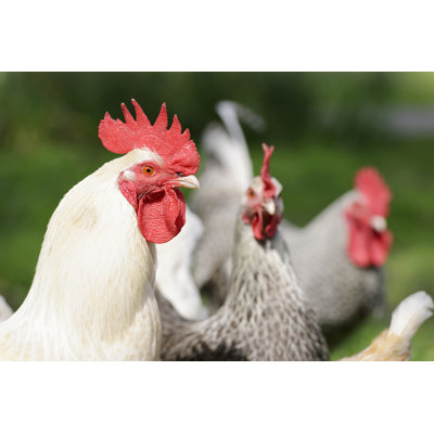 Protective cockerel