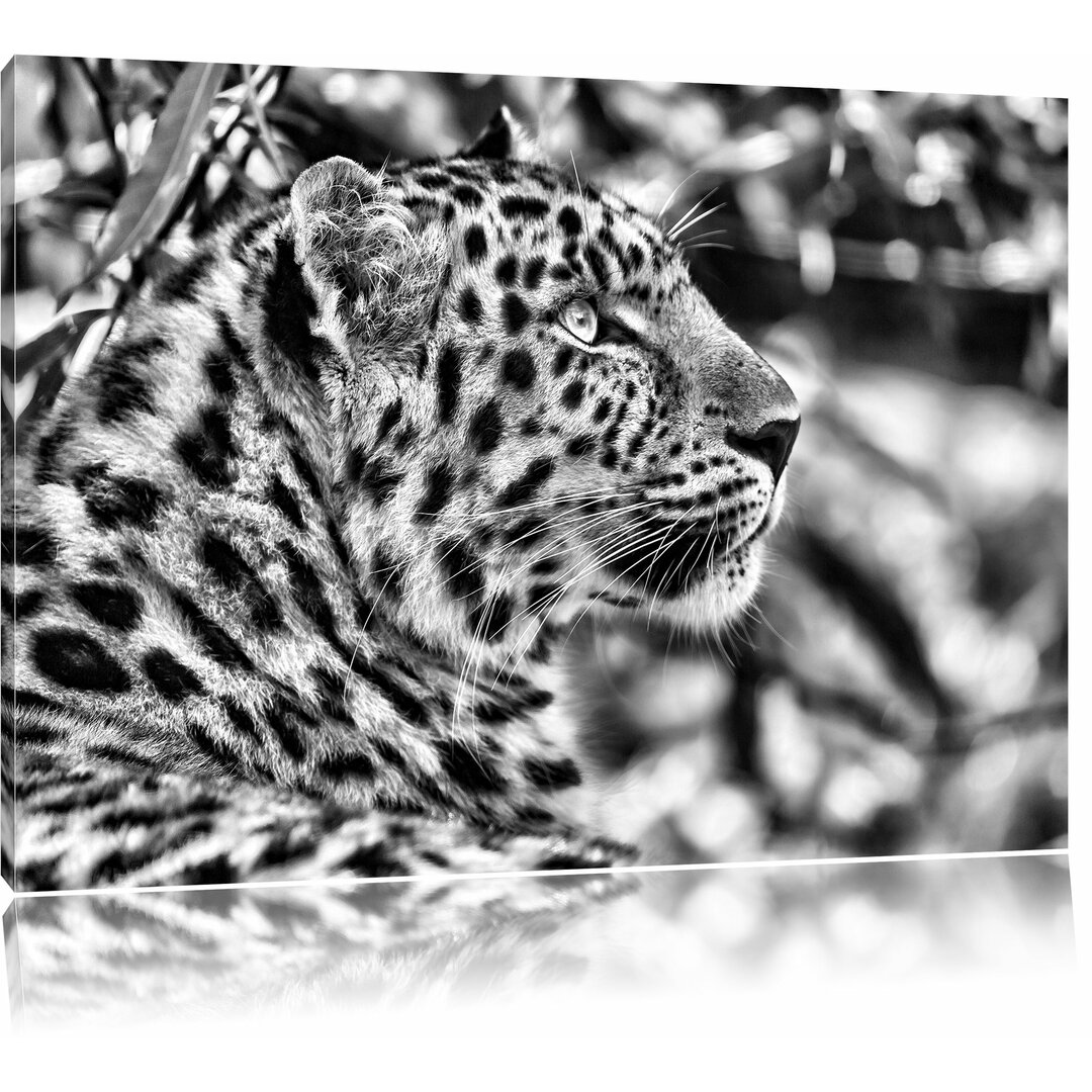 Leinwandbild Prächtiger Leopard im Schatten in Monochrom