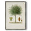 Arbre antique avec fruit X, reproduction encadrée - bois massif-1595662251