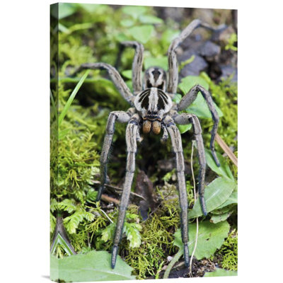 " Wolf Spider Male "