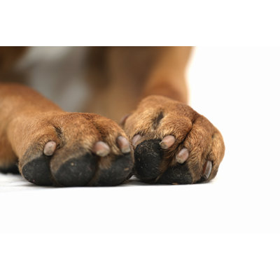 Pattes de chien par Walik