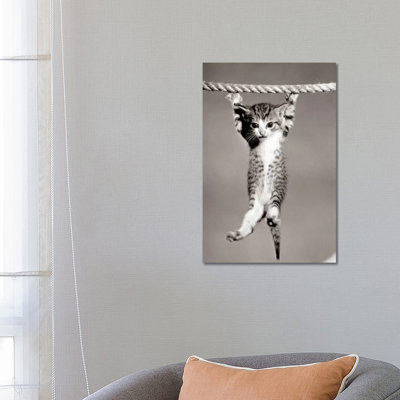 1950s Little Kitten Hanging From Rope Looking At Camera by Vintage Images - Wrapped Canvas Gallery-Wrapped Canvas Giclée