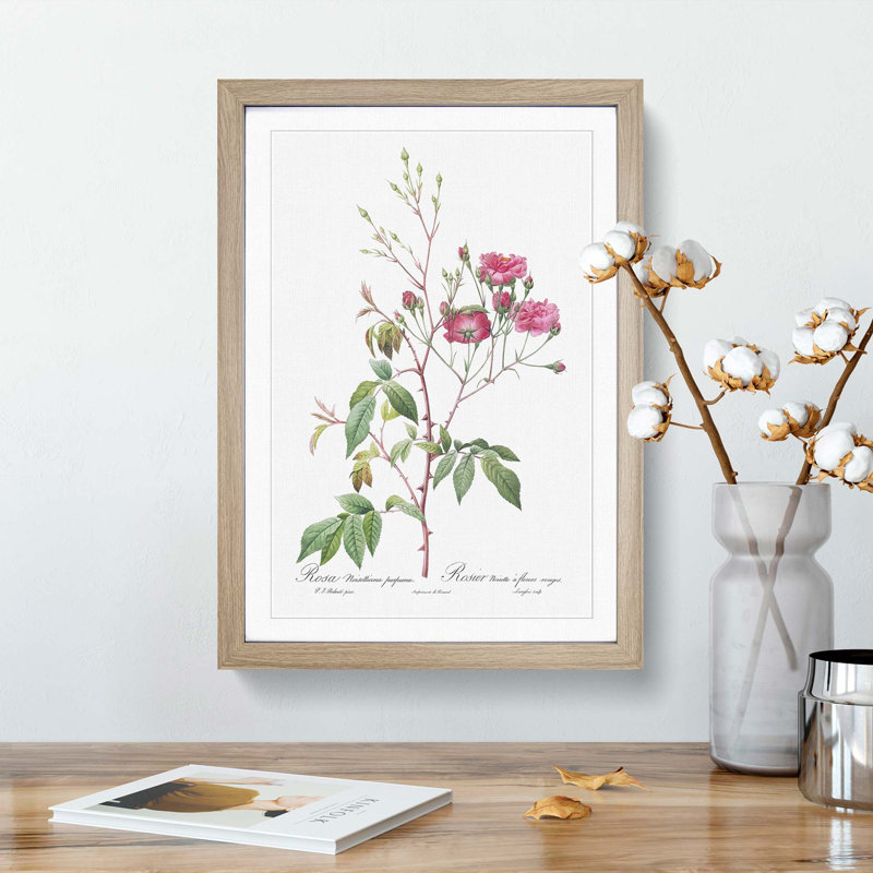 Noisett Rose in Pink by Pierre-Joseph Redoute - Picture Frame Painting Print, Oak Framed, 65cm H x 48cm W x 2cm D