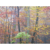 Autumn Portrait Blue Ridge Parkway #5 Print by Bruce Heinemann