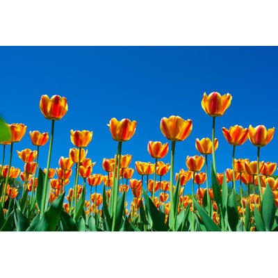 Tulip Flowers - Wrapped Canvas Print