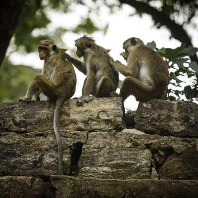 Toque Macaque Monkeys by Adam Smigielski - Wrapped Canvas Print