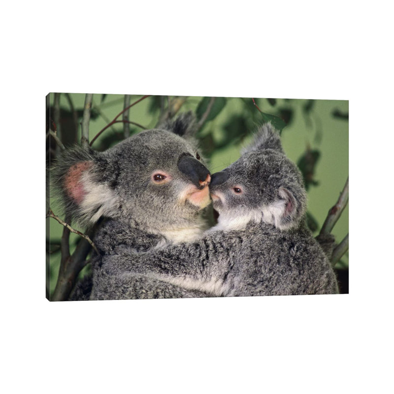 Koala Mother With Joey, Australia by Gerry Ellis - Wrapped Canvas Print, 20.32 cm H x 30.48 cm W