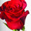 " Single Rose " Mixed Media Print