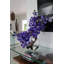 Arrangement floral bois flottant et vanda orchidées à grande lune vase-42124600