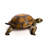 Reginia Tortoise Statue