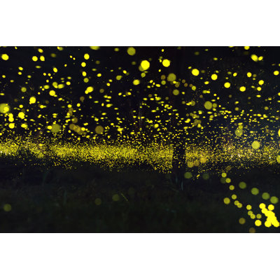 Fioralba Firefly sur toile