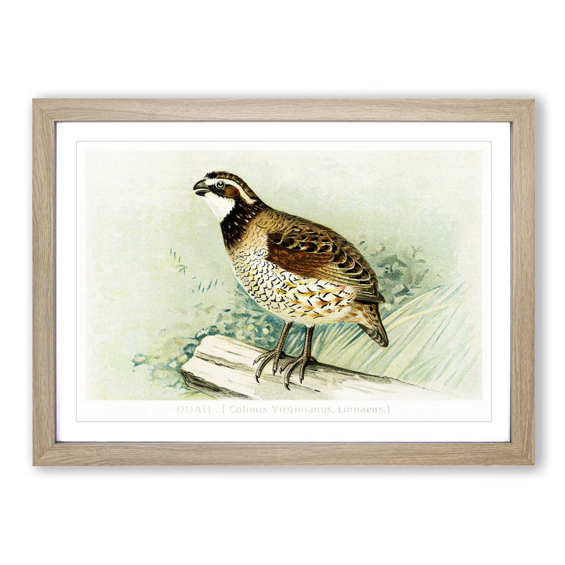 Quail by J.L. Ridgway - Picture Frame Painting Print, 48cm H x 65cm W x 2cm D, Oak Framed