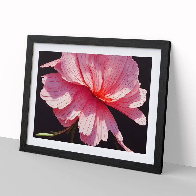 Splendorous Carnation Flower - Framed Print, Black, 46cm H x 64cm W x 2cm D