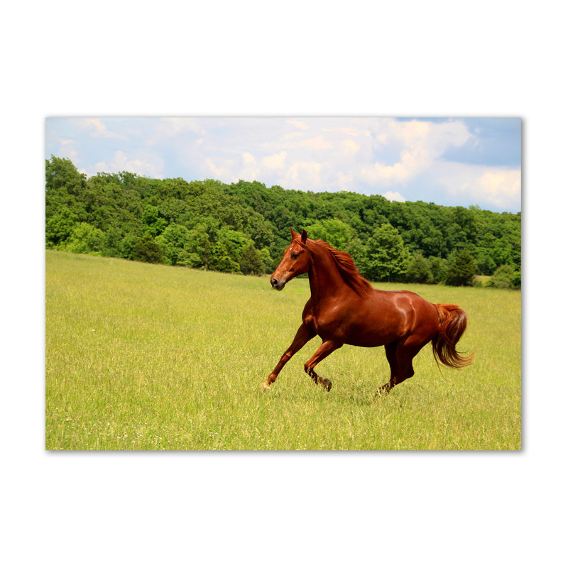 Horse On The Meadow - No Frame Print on Canvas