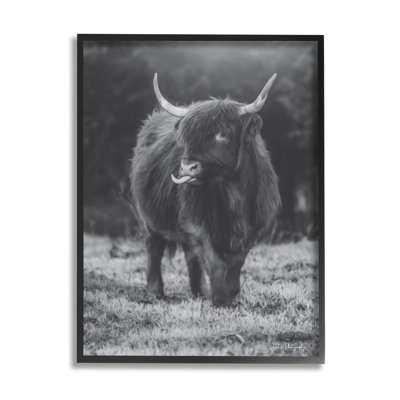 Vache Highland monochrome - photographie