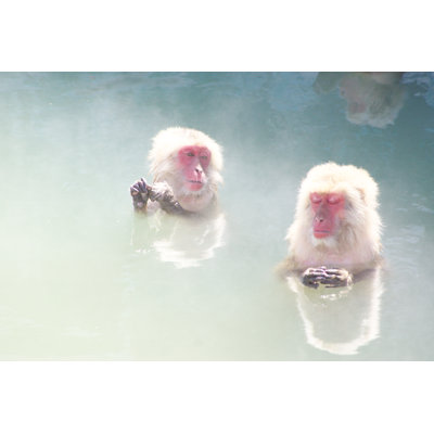Lynus Monkeys In Hot Spring by Kata716 - Wrapped Canvas Print