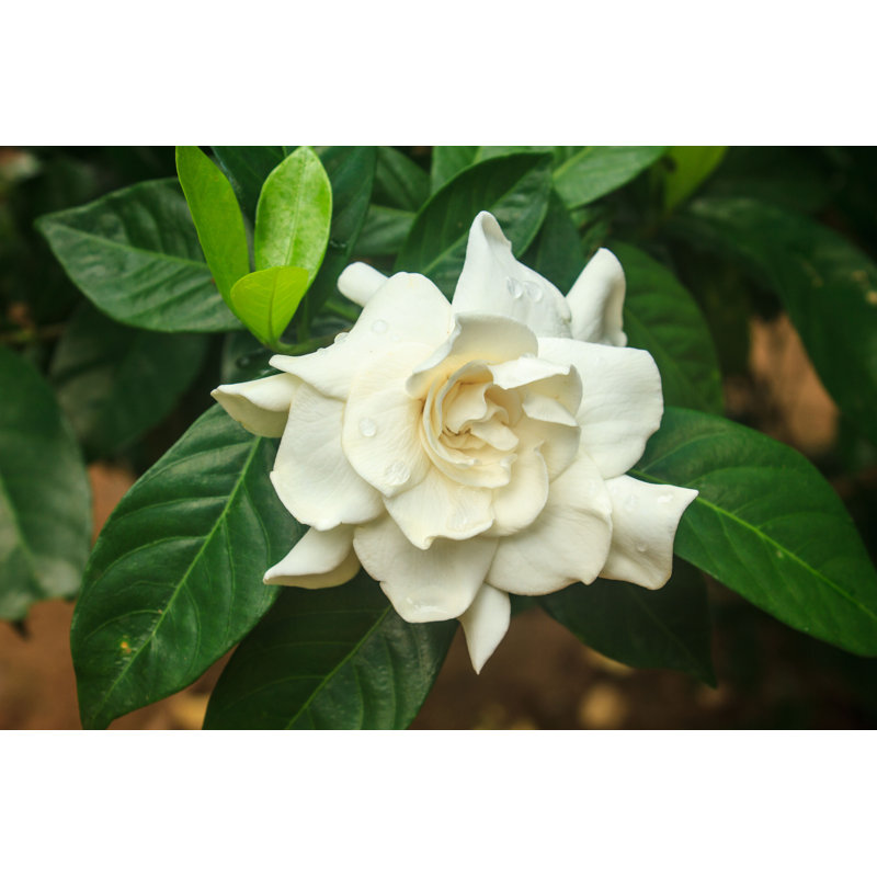 Gardenia Jasminoides Flower - Photographie sur toile tendue, H 20 po x l 30 po