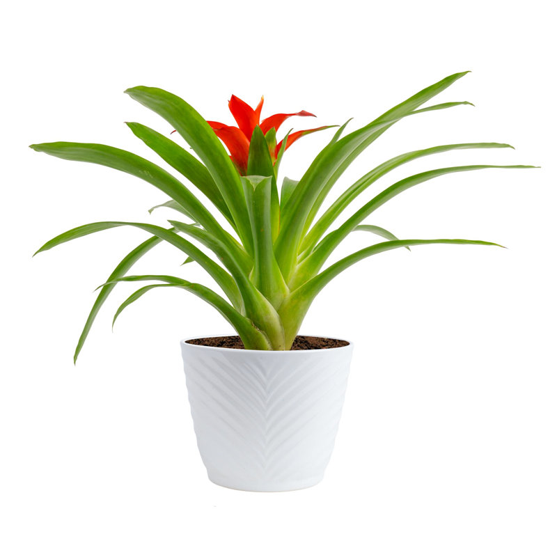 Foliage Plant in Planter