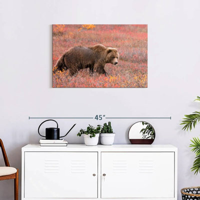 Ours grizzly Brampt