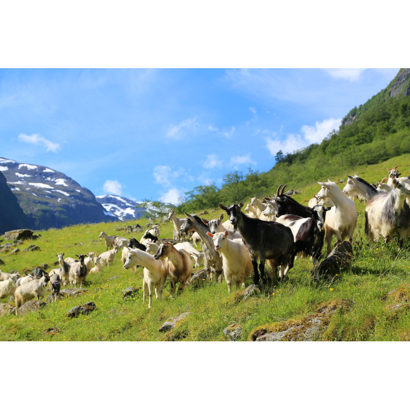 Goat On Fjord Mountain by Claudiovidri - Wrapped Canvas Print, 51cm H x 76cm W