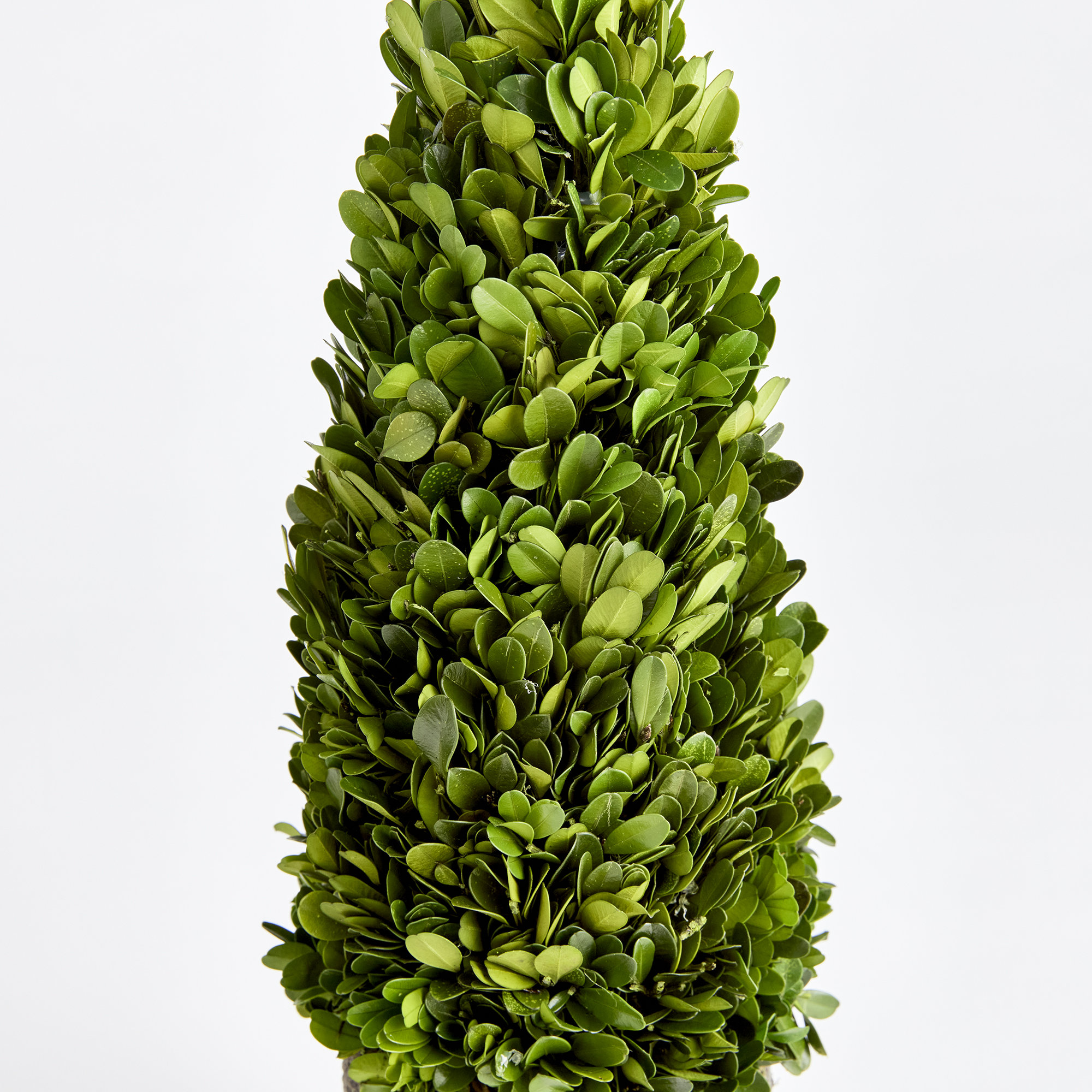 Alby Faux Plant, 12" H x 4" W x 4" D