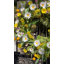 Couronne de printemps ensoleillée et marguerite jaune