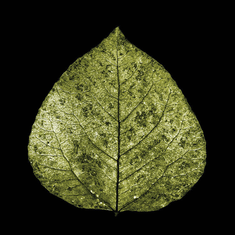 «Green Leaf» par PhotoINC Studio - estampe numérique sur toile tendue avec châssis, H 18 po x l 18 po x P 1,5 po