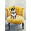 Chihuahua à poils longs | Décoration de chambre grise - Fauteuil jaune