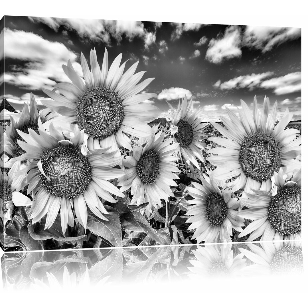 Leinwandbild Sonnenblumenwiese unter blauem Himmel in Monochrom