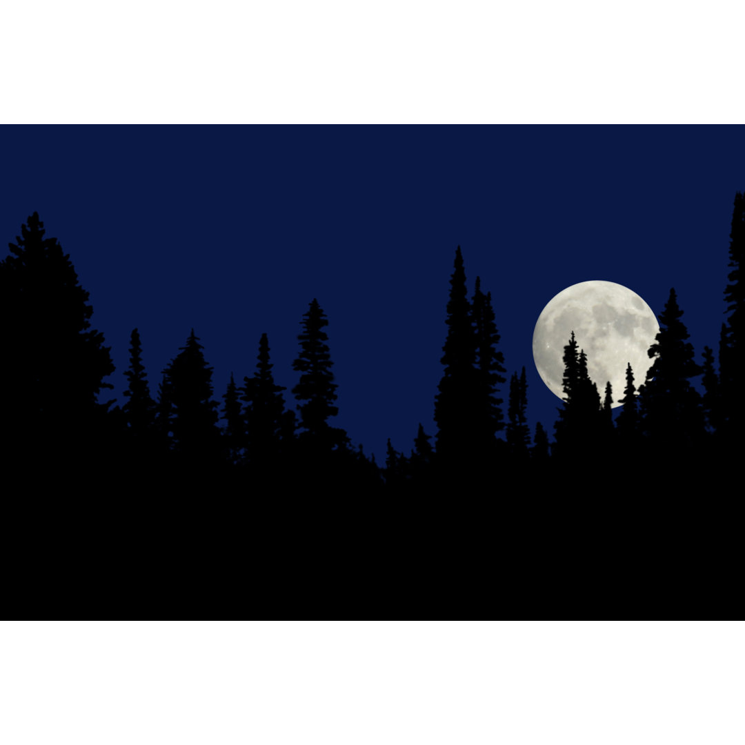 Vollmond bei Nacht im Wald von SAMIphoto - Drucken