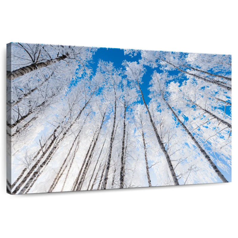 Alvord Wintry Birch Forest