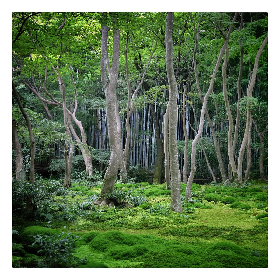 Leinwandbild Japanischer Wald