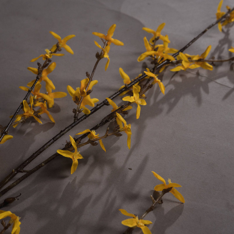 Anastasija Arrangement