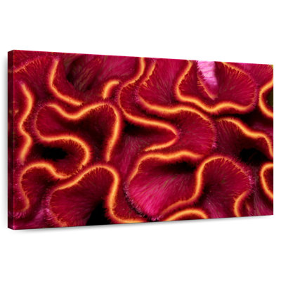 Brampt Red Brain Coral