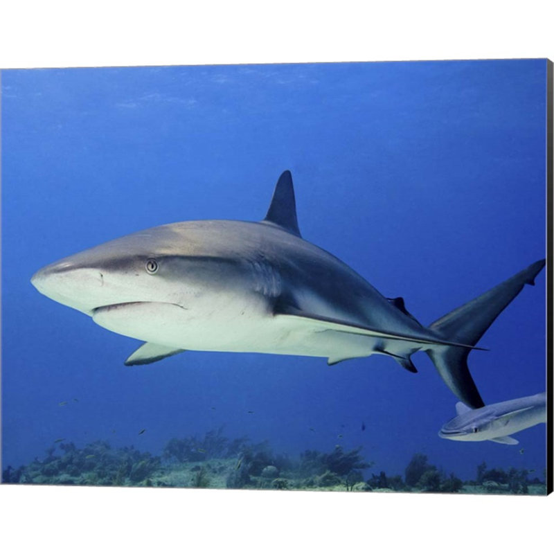«Reef Shark, Tiger Beach», impression sur toile tendue