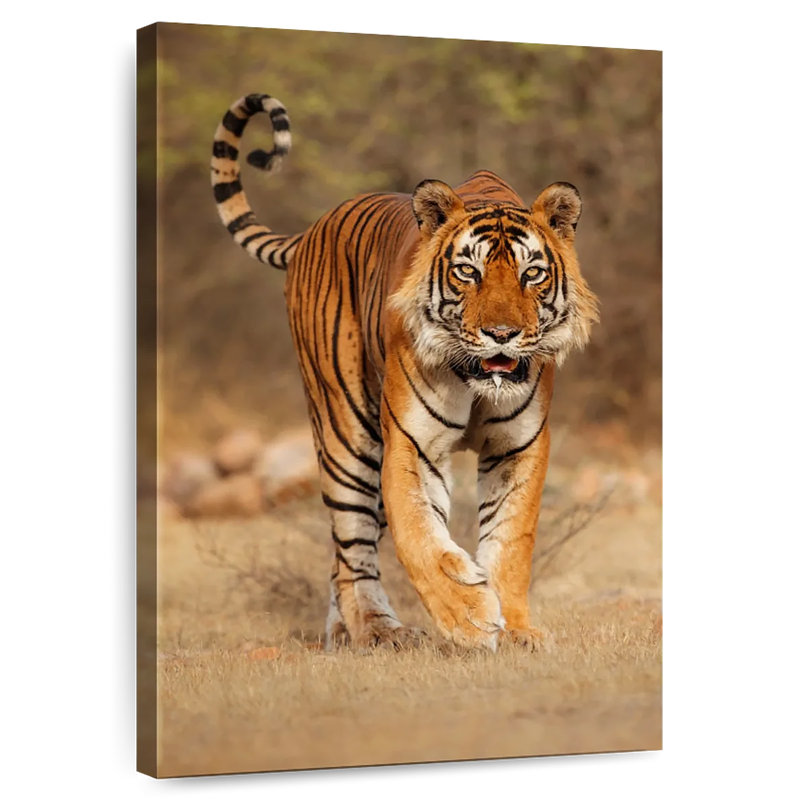 Pacing Wild Tiger, 24" H x 16" W